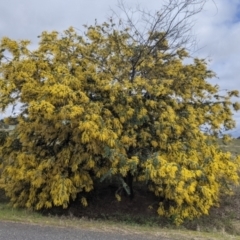 Acacia baileyana at Table Top, NSW - 7 Aug 2021 11:28 AM