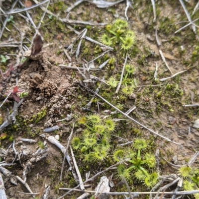 Drosera sp. (A Sundew) at Table Top Reserve - 7 Aug 2021 by Darcy