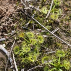 Drosera sp. at Table Top, NSW - 7 Aug 2021