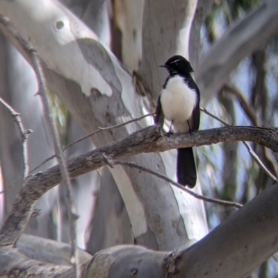 Rhipidura leucophrys (Willie Wagtail) at Table Top Reserve - 7 Aug 2021 by Darcy