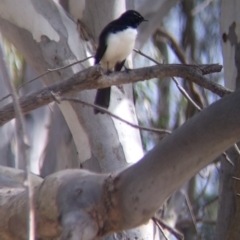 Rhipidura leucophrys at Table Top, NSW - 7 Aug 2021 11:37 AM