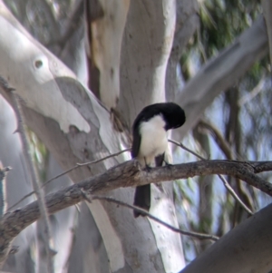 Rhipidura leucophrys at Table Top, NSW - 7 Aug 2021 11:37 AM