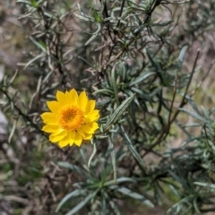 Xerochrysum viscosum (Sticky Everlasting) at Table Top, NSW - 7 Aug 2021 by Darcy