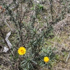 Xerochrysum viscosum at Table Top, NSW - 7 Aug 2021 11:38 AM