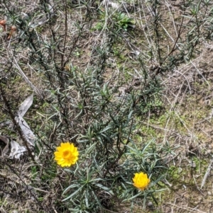 Xerochrysum viscosum at Table Top, NSW - 7 Aug 2021