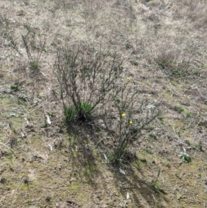 Xerochrysum viscosum at Table Top, NSW - 7 Aug 2021