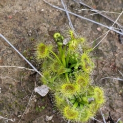 Drosera sp. (A Sundew) at Table Top Reserve - 7 Aug 2021 by Darcy