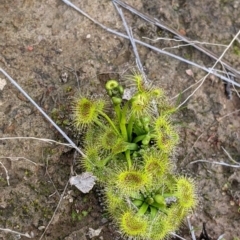 Drosera sp. at Table Top, NSW - 7 Aug 2021 12:13 PM