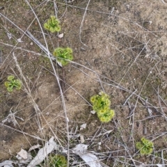 Drosera sp. at Table Top, NSW - 7 Aug 2021