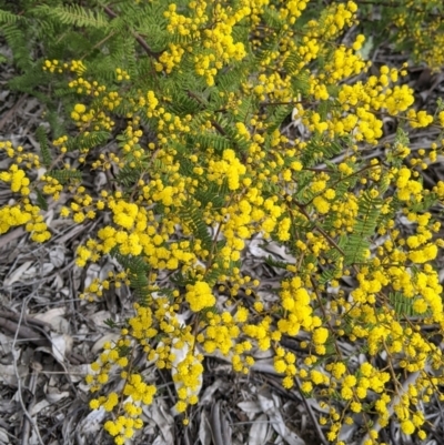 Acacia cardiophylla (Wyalong Wattle) at Table Top Reserve - 7 Aug 2021 by Darcy