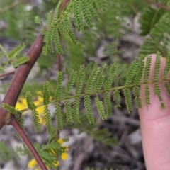 Acacia cardiophylla at Table Top, NSW - 7 Aug 2021