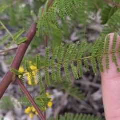 Acacia cardiophylla at Table Top, NSW - 7 Aug 2021 11:40 AM