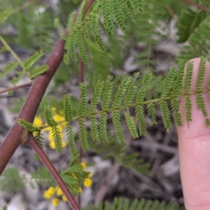 Acacia cardiophylla at Table Top, NSW - 7 Aug 2021