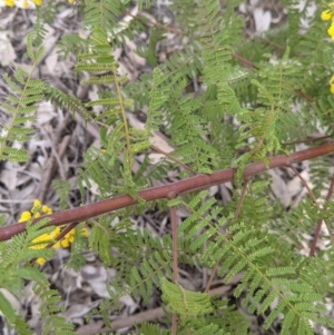 Acacia cardiophylla at Table Top, NSW - 7 Aug 2021 11:40 AM