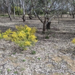 Acacia cardiophylla at Table Top, NSW - 7 Aug 2021 11:40 AM