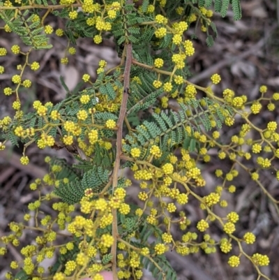 Acacia cardiophylla (Wyalong Wattle) at Albury - 7 Aug 2021 by Darcy