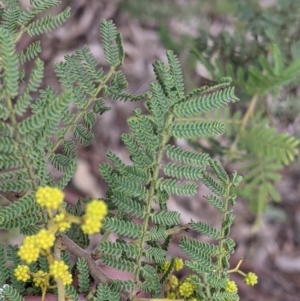 Acacia cardiophylla at Table Top, NSW - 7 Aug 2021 11:46 AM