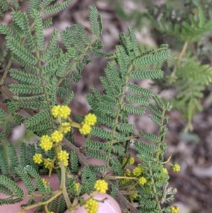 Acacia cardiophylla at Table Top, NSW - 7 Aug 2021 11:46 AM