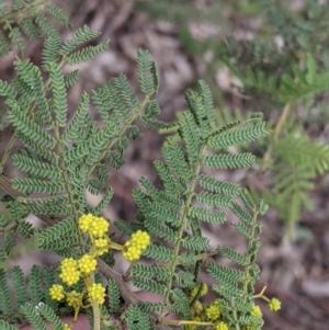 Acacia cardiophylla at Table Top, NSW - 7 Aug 2021 11:46 AM