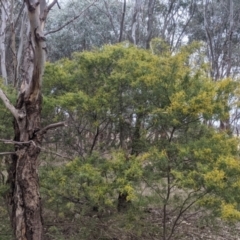 Acacia cardiophylla at Table Top, NSW - 7 Aug 2021