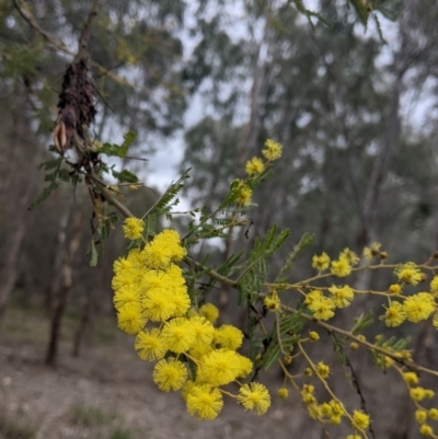 Acacia cardiophylla (Wyalong Wattle) at Albury - 7 Aug 2021 by Darcy