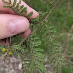 Acacia cardiophylla at Table Top, NSW - 7 Aug 2021 11:53 AM