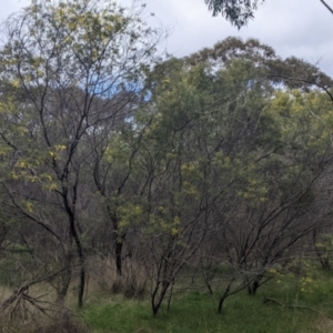 Acacia cardiophylla at Table Top, NSW - 7 Aug 2021 11:53 AM