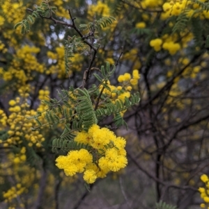 Acacia cardiophylla at Table Top, NSW - 7 Aug 2021