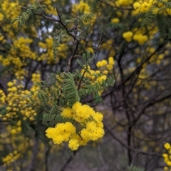 Acacia cardiophylla (Wyalong Wattle) at Table Top, NSW - 7 Aug 2021 by Darcy
