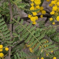 Acacia cardiophylla at Table Top, NSW - 7 Aug 2021 11:59 AM