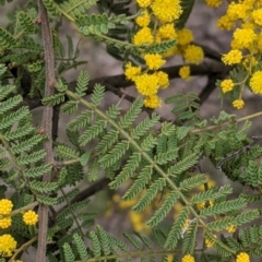 Acacia cardiophylla at Table Top, NSW - 7 Aug 2021