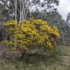 Acacia cardiophylla at Table Top, NSW - 7 Aug 2021