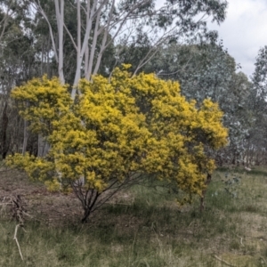 Acacia cardiophylla at Table Top, NSW - 7 Aug 2021