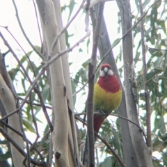Platycercus eximius (Eastern Rosella) at Table Top Reserve - 7 Aug 2021 by Darcy