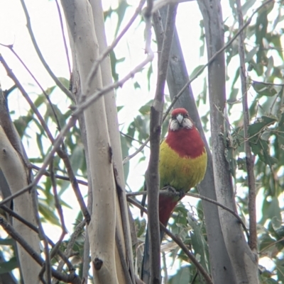 Platycercus eximius (Eastern Rosella) at Table Top Reserve - 7 Aug 2021 by Darcy