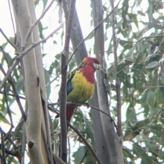 Platycercus eximius at Table Top, NSW - 7 Aug 2021