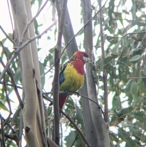 Platycercus eximius at Table Top, NSW - 7 Aug 2021 11:42 AM