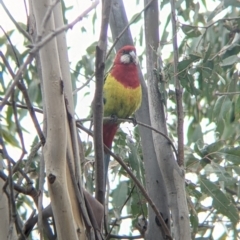 Platycercus eximius at Table Top, NSW - 7 Aug 2021