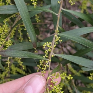 Acacia longifolia subsp. longifolia at Table Top, NSW - 7 Aug 2021