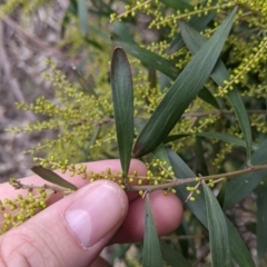 Acacia longifolia subsp. longifolia at Table Top, NSW - 7 Aug 2021