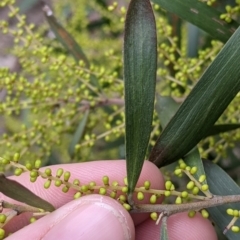 Acacia longifolia subsp. longifolia at Table Top, NSW - 7 Aug 2021