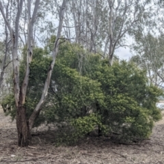 Acacia longifolia subsp. longifolia at Table Top, NSW - 7 Aug 2021