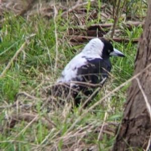 Gymnorhina tibicen at Table Top, NSW - 7 Aug 2021 11:45 AM