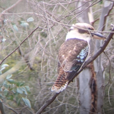Dacelo novaeguineae (Laughing Kookaburra) at Table Top Reserve - 7 Aug 2021 by Darcy