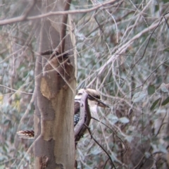 Dacelo novaeguineae at Table Top, NSW - 7 Aug 2021 11:50 AM