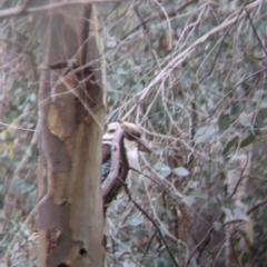 Dacelo novaeguineae at Table Top, NSW - 7 Aug 2021 11:50 AM