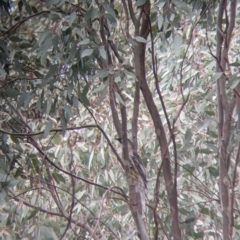 Anthochaera carunculata at Table Top, NSW - 7 Aug 2021 11:50 AM