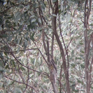 Anthochaera carunculata at Table Top, NSW - 7 Aug 2021 11:50 AM