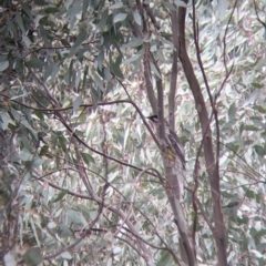 Anthochaera carunculata at Table Top, NSW - 7 Aug 2021 11:50 AM