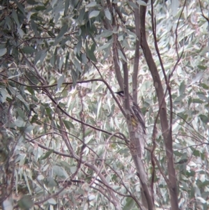 Anthochaera carunculata at Table Top, NSW - 7 Aug 2021 11:50 AM